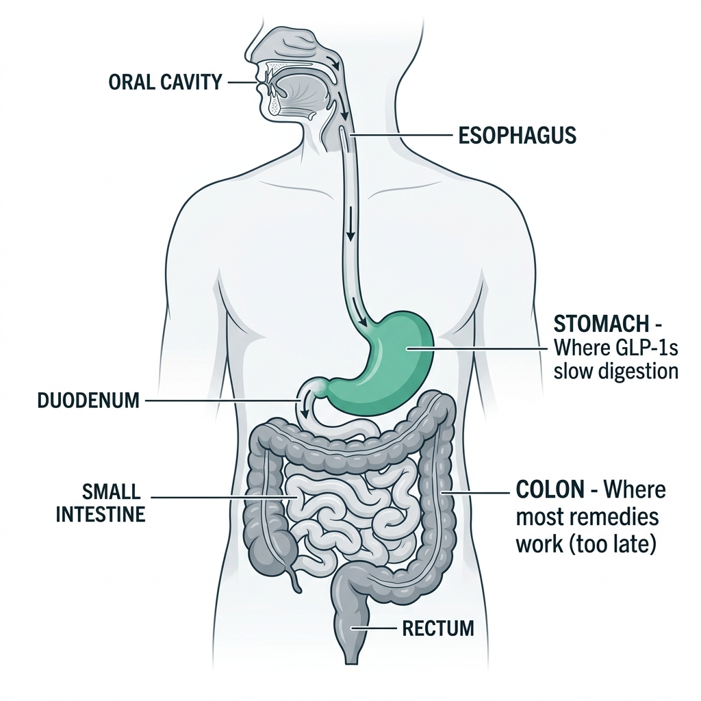 Stomach vs Colon diagram